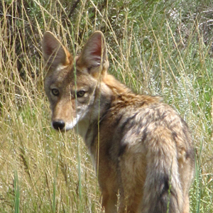 Black-Canyon-Coyote-1-500 300