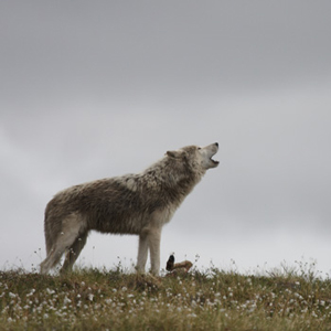 Wolf_howl_timirvin 300